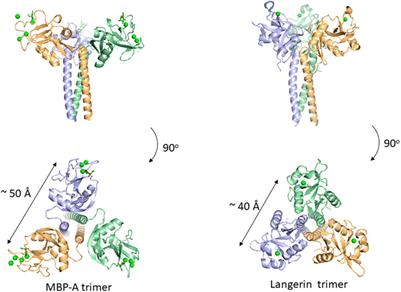 3D Structural View of Pathogen Recognition by Mammalian Lectin Receptors